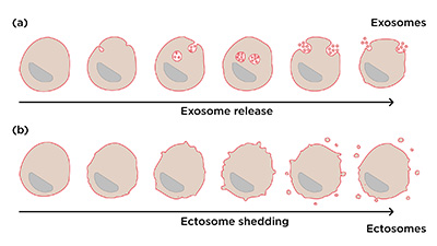 Exosomes and Ectosomes comparison 