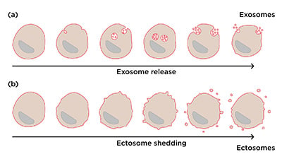 infographic comparing ectosomes and excosome