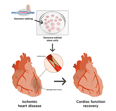 Genome_Editing_Cardiomyocytes