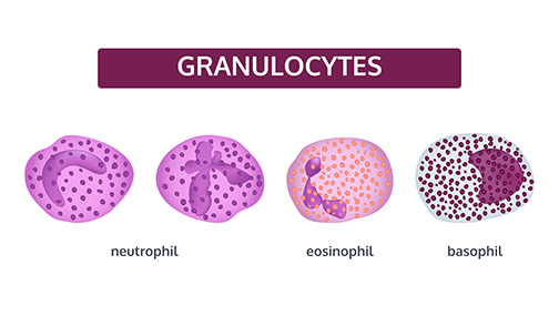 Granuocytes