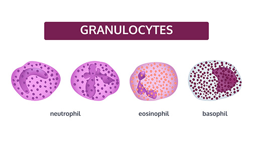Granuocytes