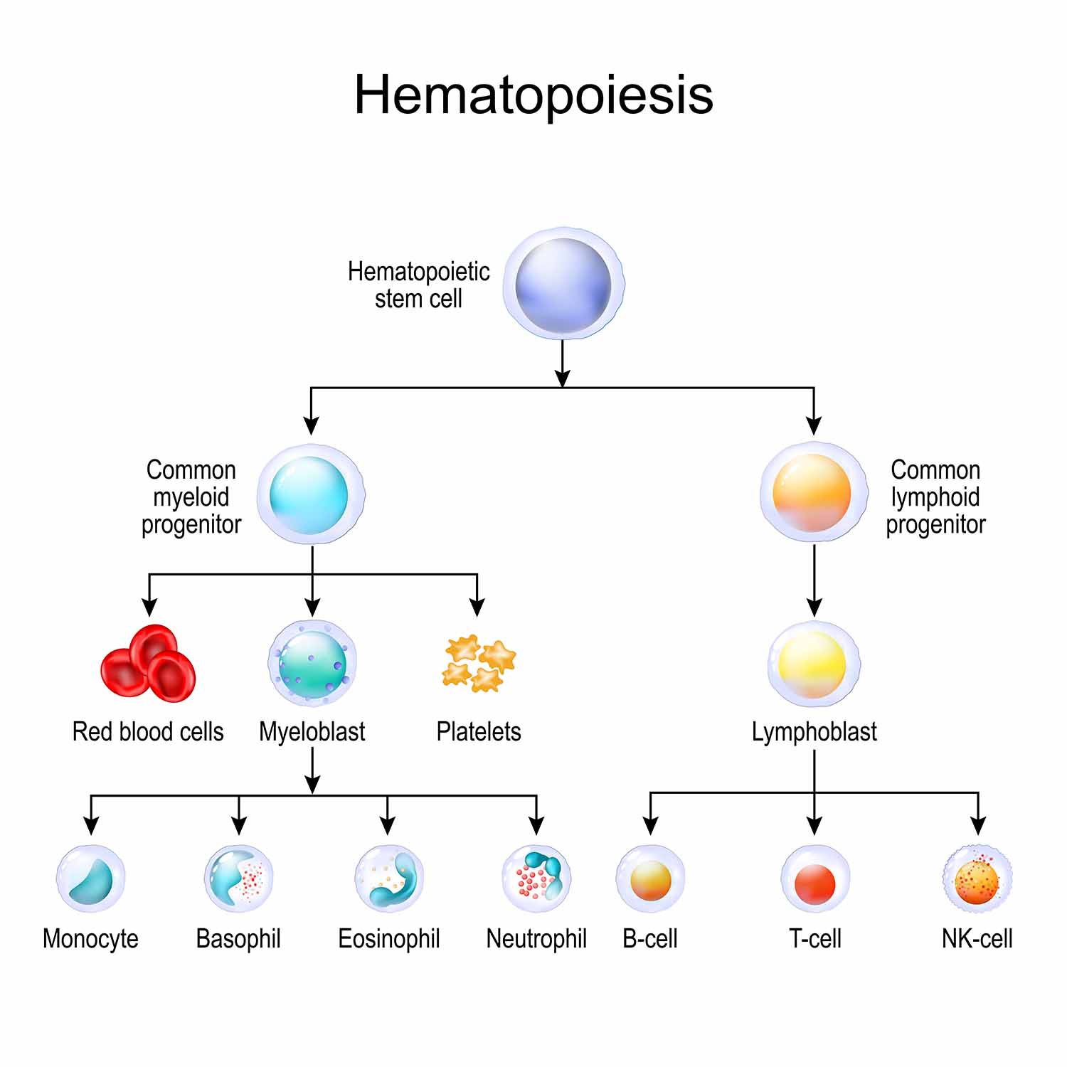 Infographic of Hematopoiesis 