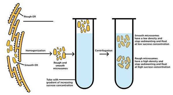 infographic showing homogenization