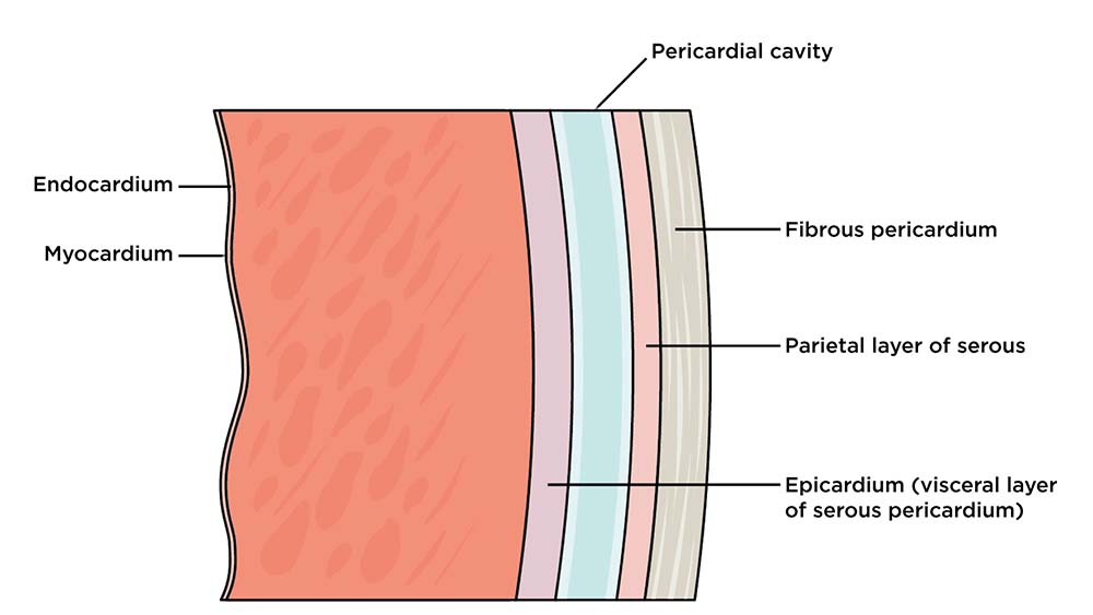 Infographic of Cardiac Tissue Layers