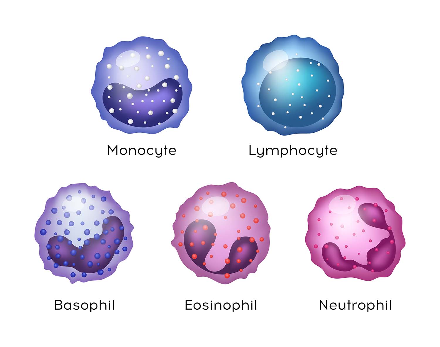Vector Illustration of Monocyte, Lymphocyte, Eosinophil, Neutrophil, Basophil