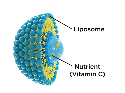 Liposome structure with 3D rendering