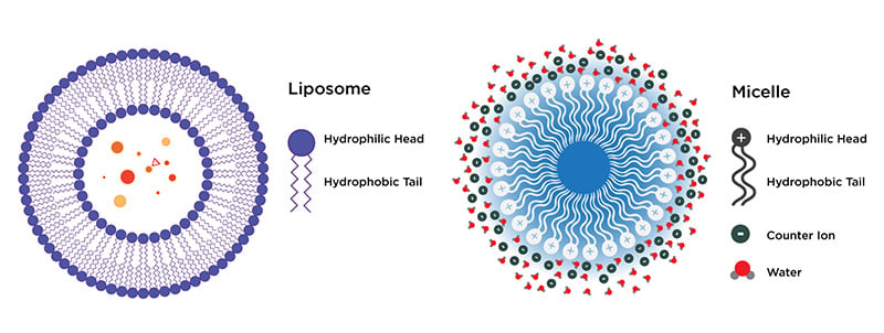 MIcelles compared to Liposomes Infographic