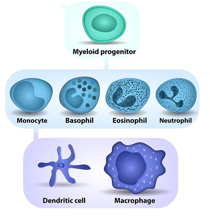 myeloid cells