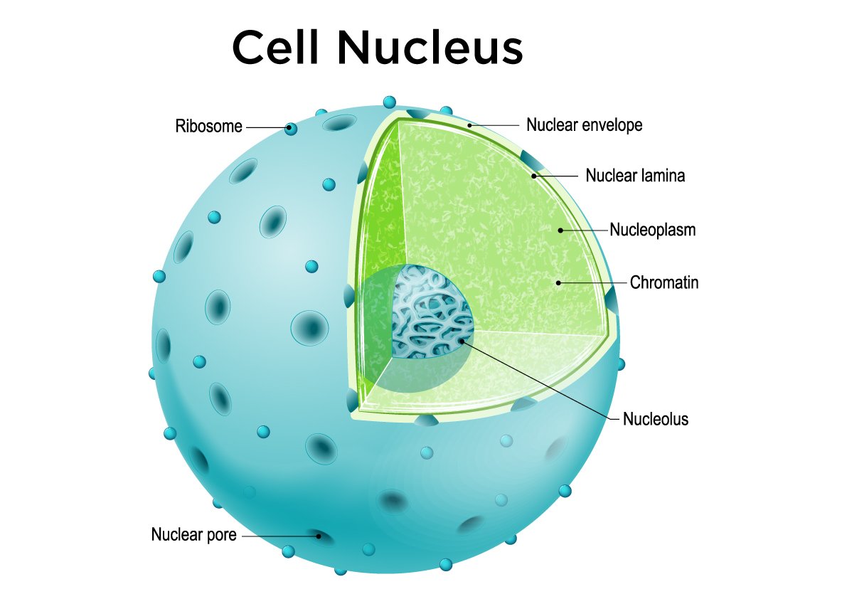Nucleus Infographic Showing Layers of a Nucleus