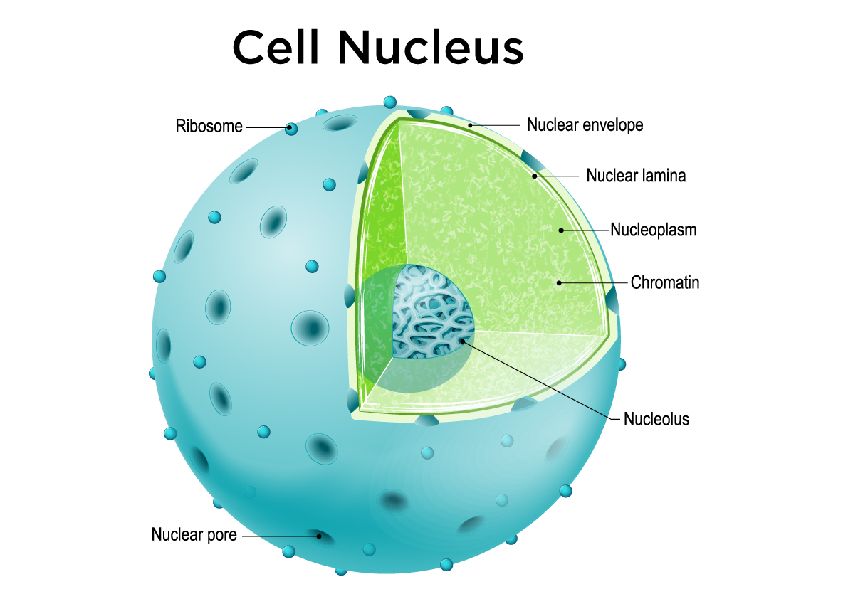 Nucleus