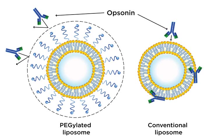 Infographic showing PEGylated liposmal surfaces