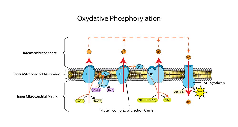 Phosphorylation Image