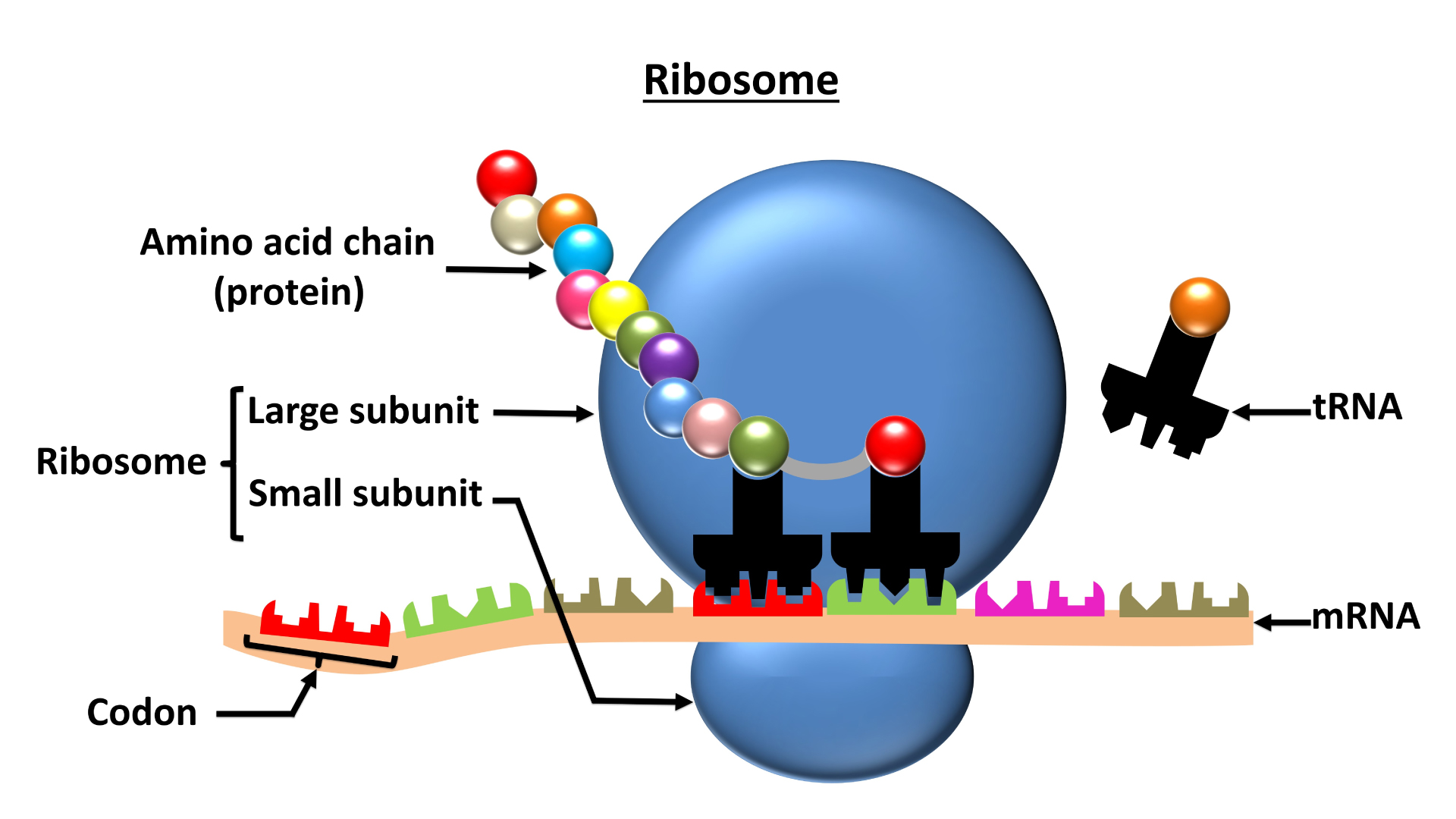 ribosomes cellular cytoplams