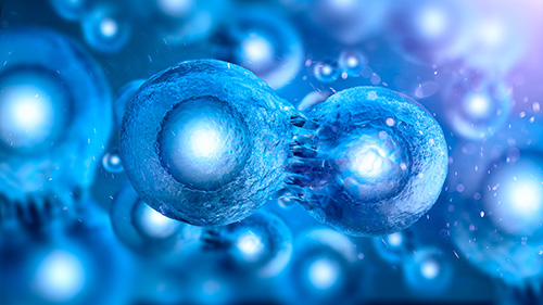 Stem Cells
