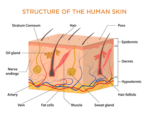 Dermatological Diseases