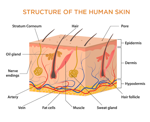 Illustration of the structure of human skin