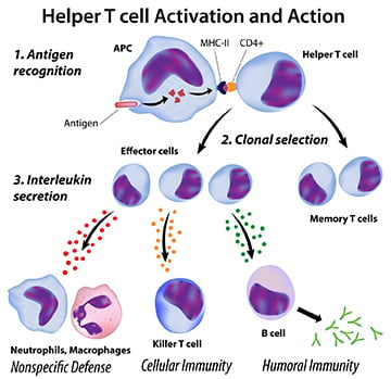helper t cells diagram