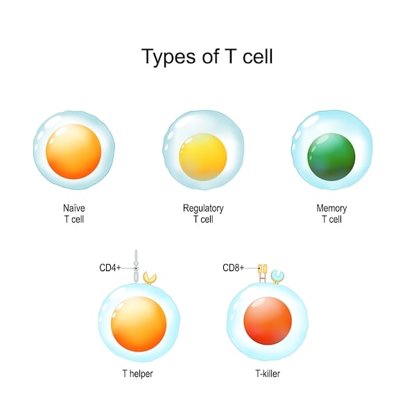 Diagram of Types of T Cell