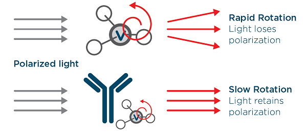 ValitaTiter Assay principle: the assay applies fluorescence polarization to quantify Fc-containing IgG.