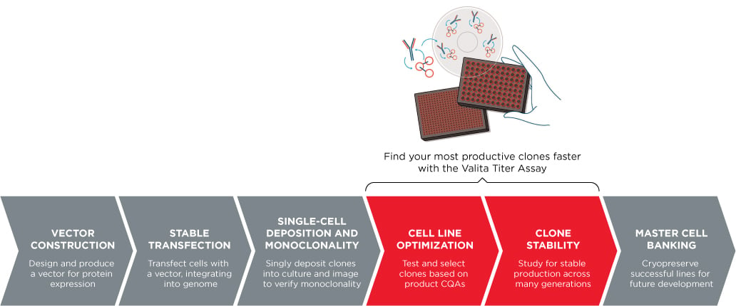 Cell Line Development Workflow with Valita Titer Assay