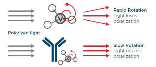 Automated Screening Platform for IgG Quantification