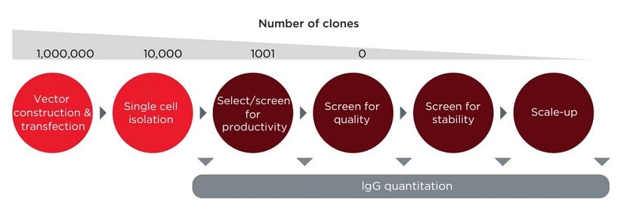 High-throughput IgG quantitation platform for clone screening during drug discovery and development